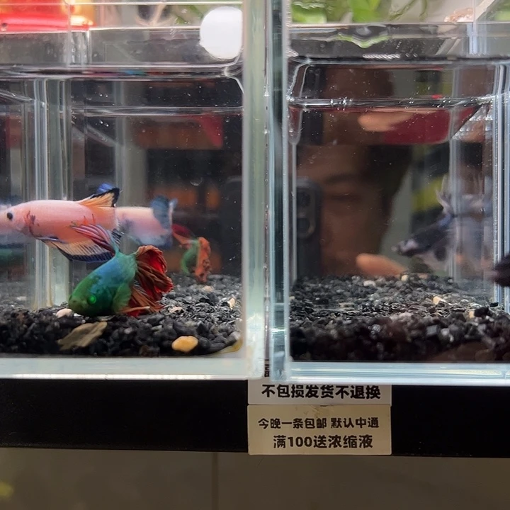 斗鱼竞拍跑单拉黑23日5+120+22