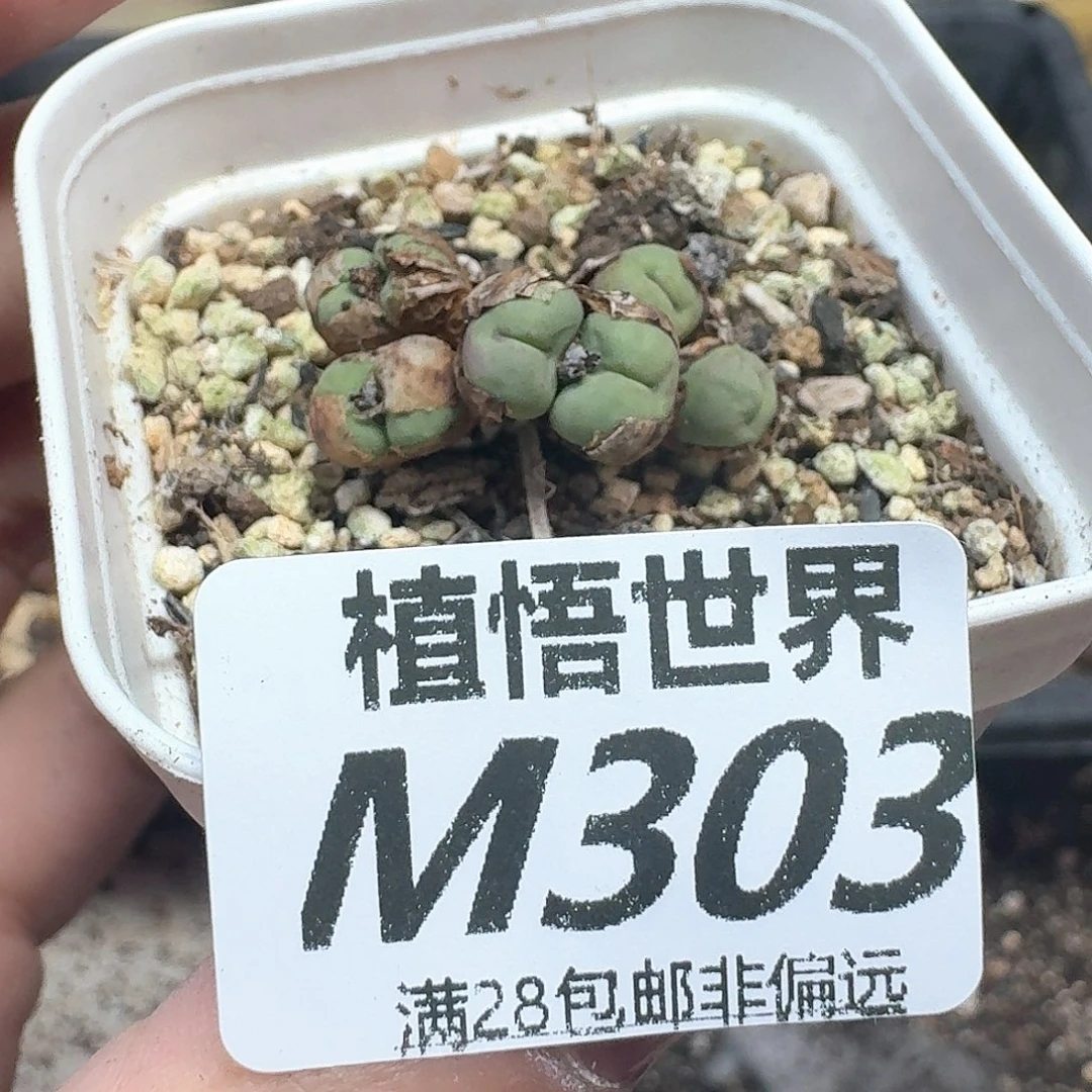 多肉植物的润泽多fg