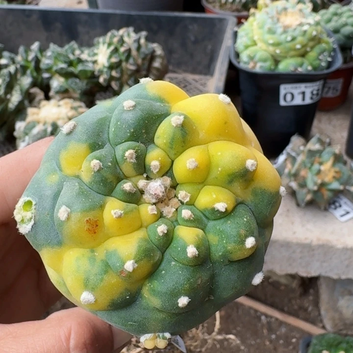 059苗接银锦仙人球