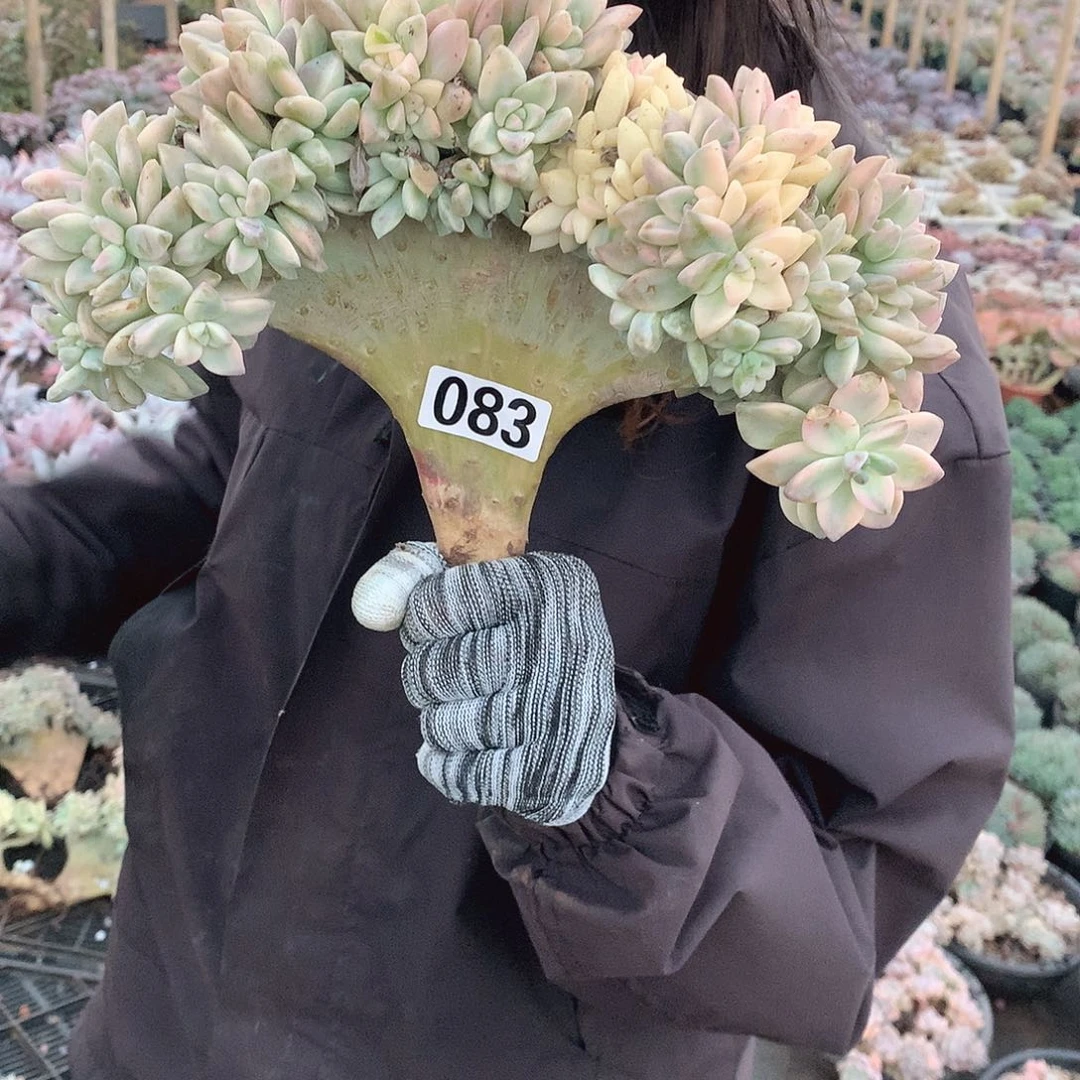 83 淡雪锦缀 一物一拍