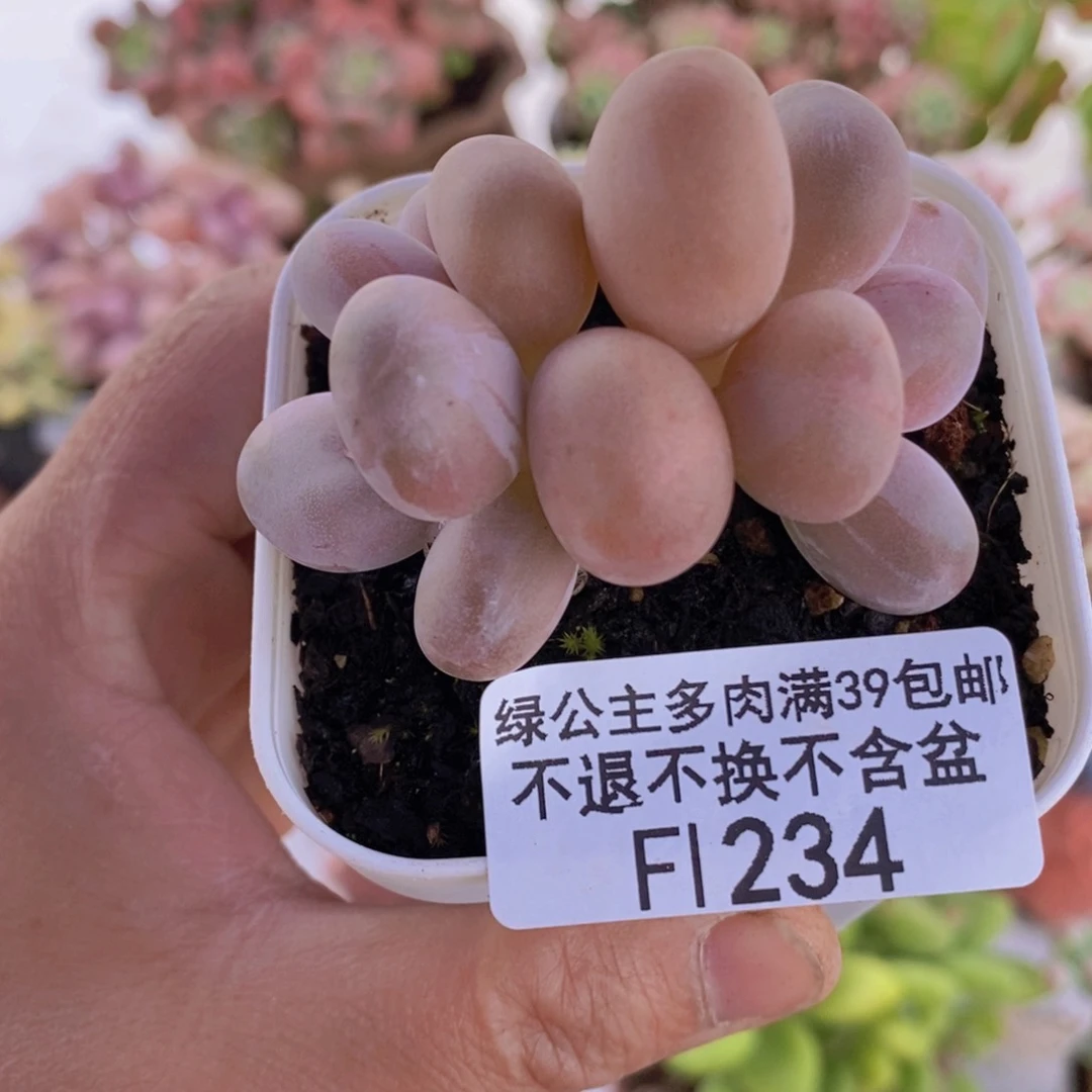 糖豆奶5cm234多肉植物