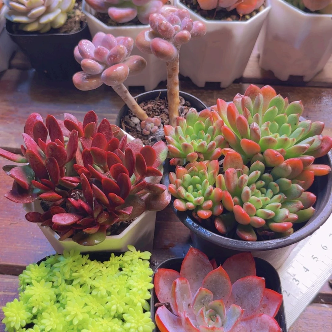 桃蛋双头  红宝石大群 紫蝶 黄金草 赫拉