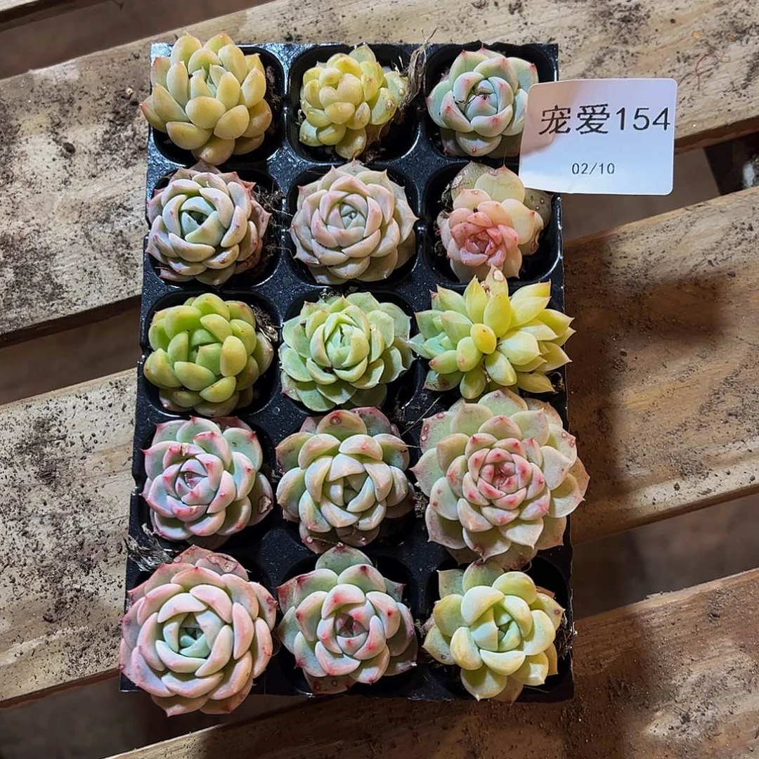 直播福利一物一拍154