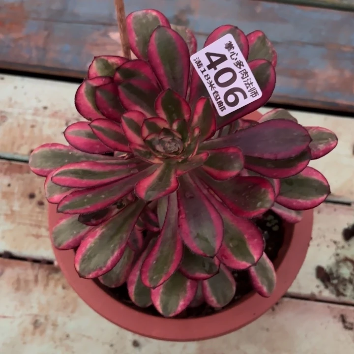 406粉体香奈儿掌心多肉法师锦