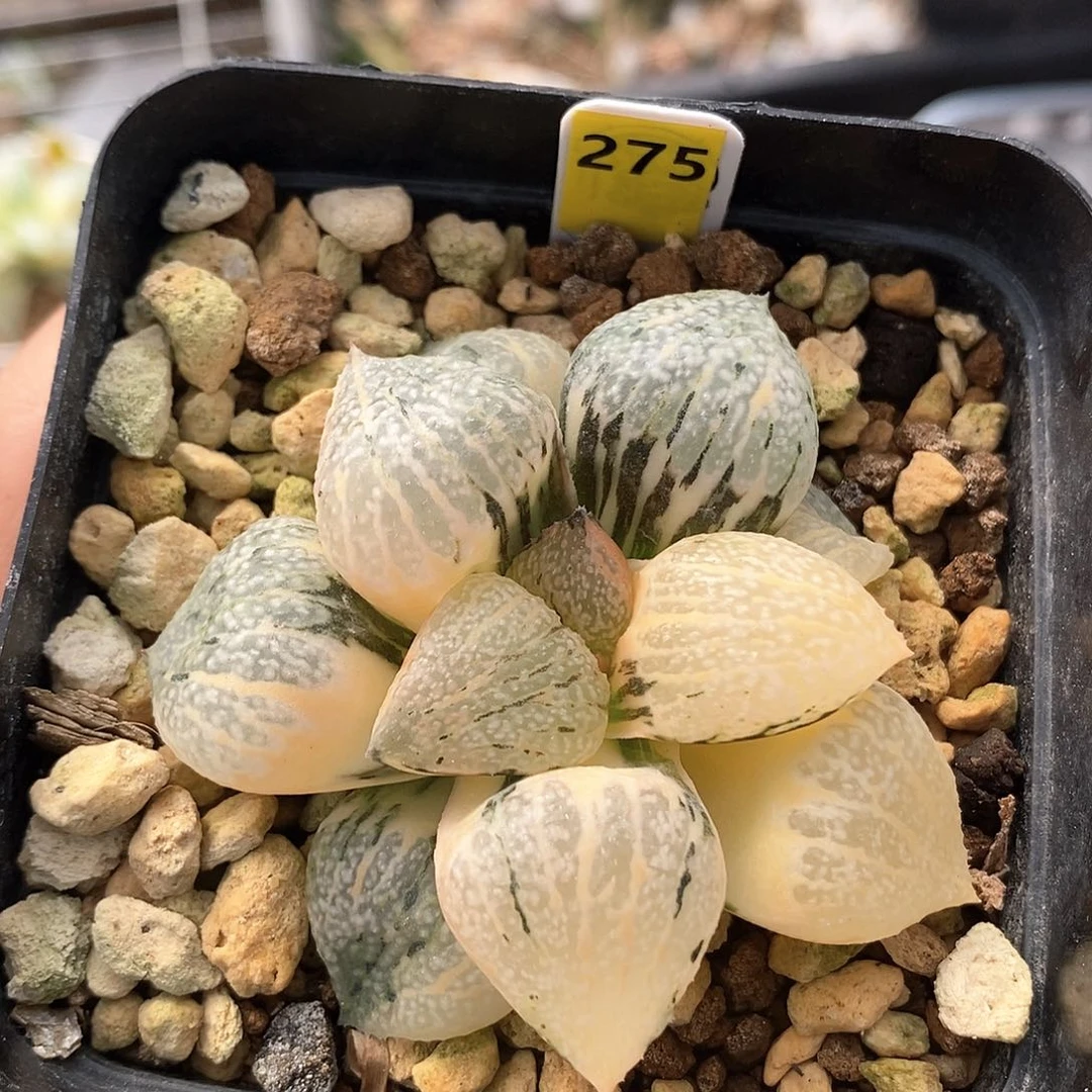 275号丸叶白银锦一物一拍