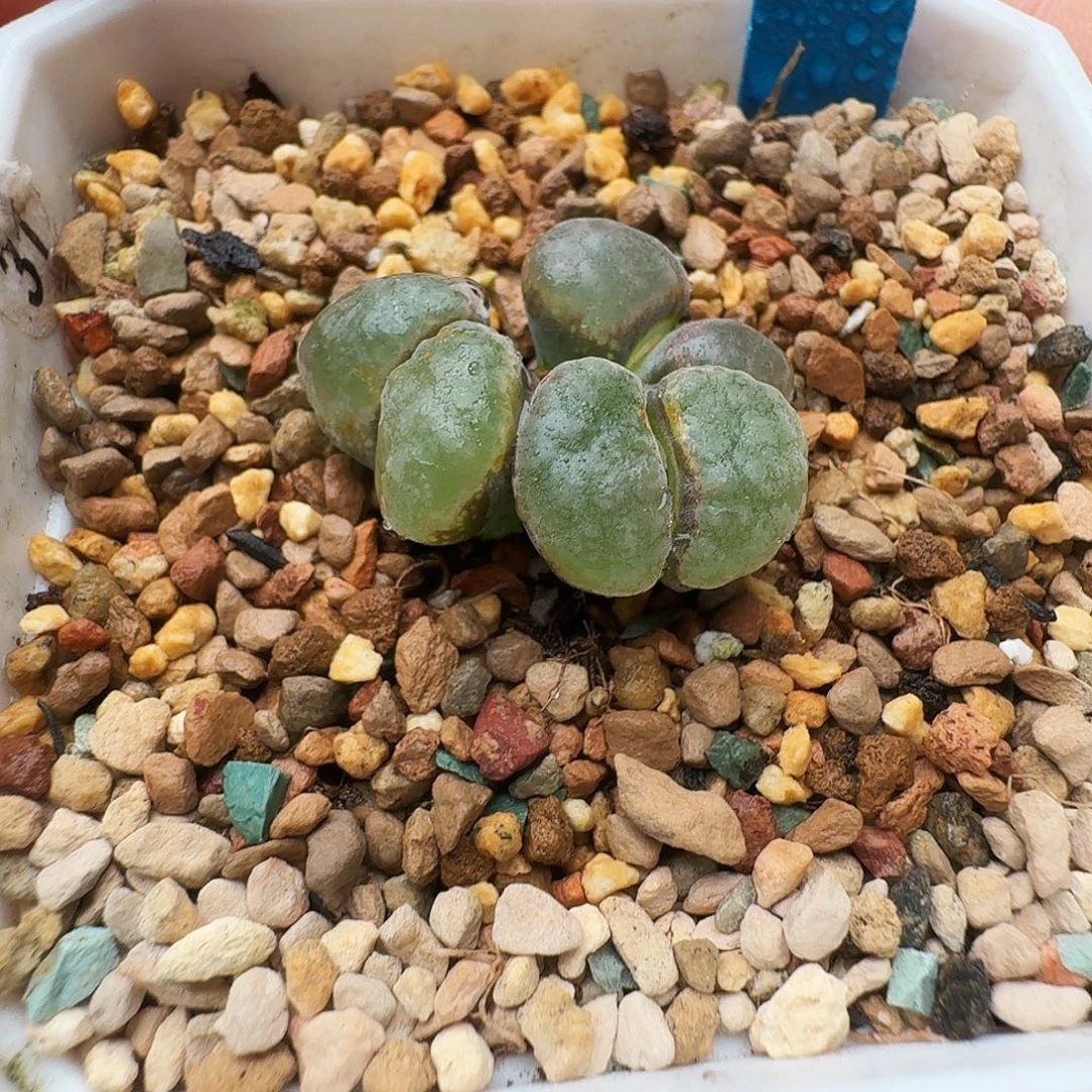多肉植物福利风铃61