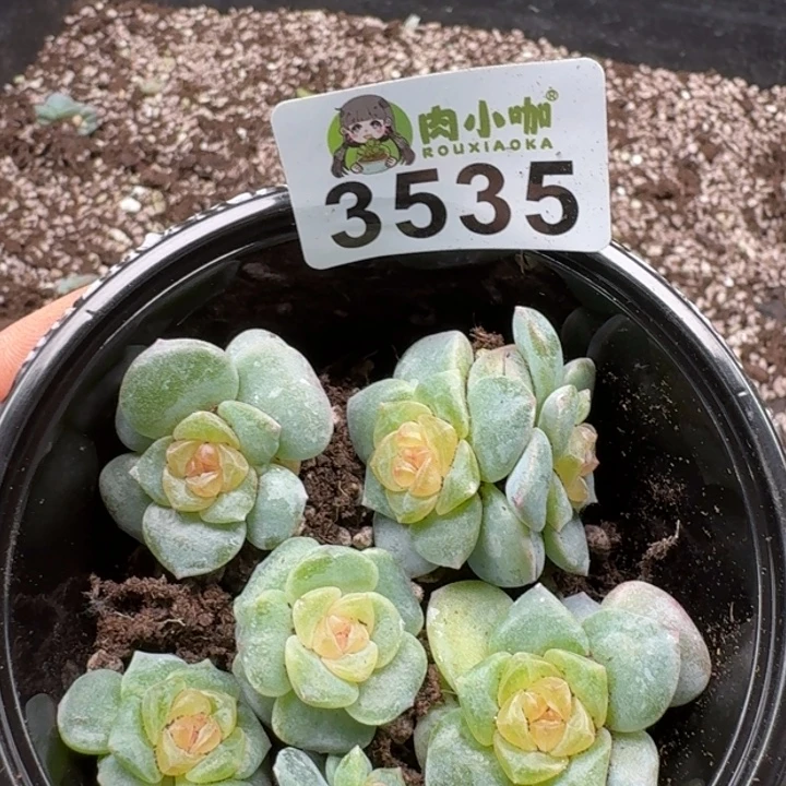 多肉植物多肉植物