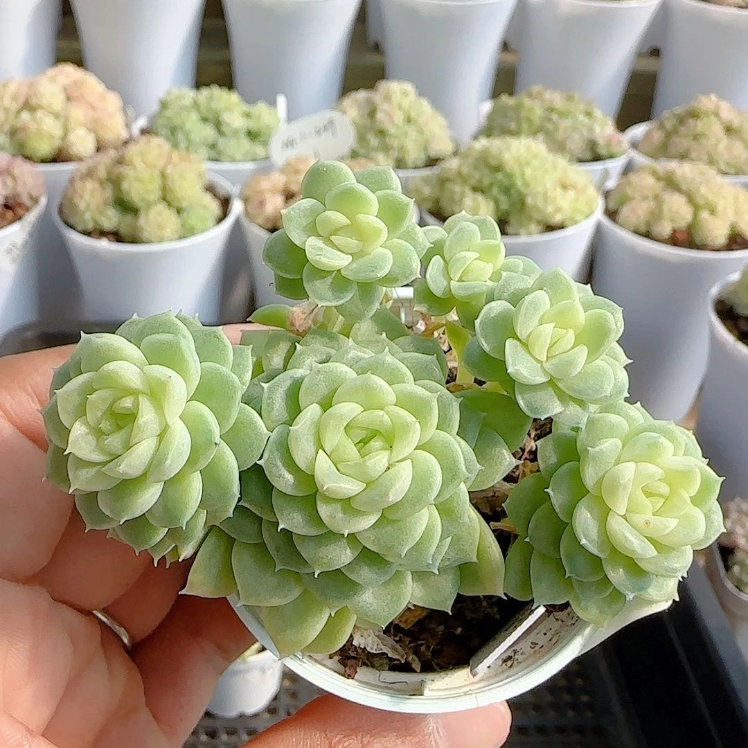 1123-79（b-18）专拍