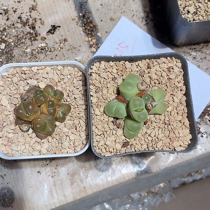 21315。    群生毛毛两盒