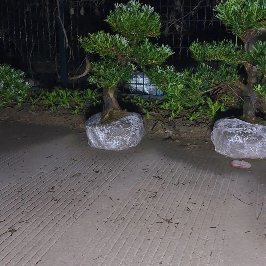 K***l完全开放罗汉松，基地发货