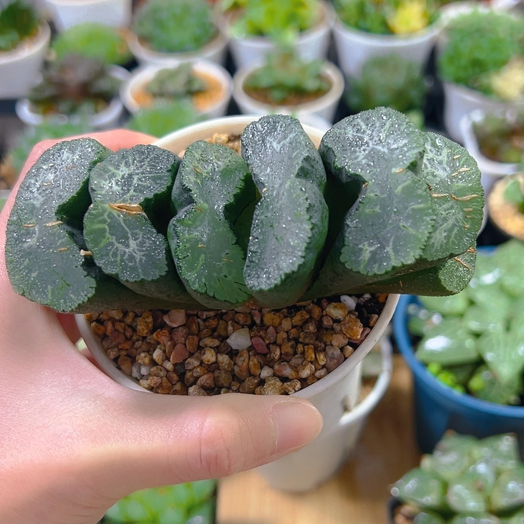 母本写乐兄弟玉扇玉露多肉植物一颗