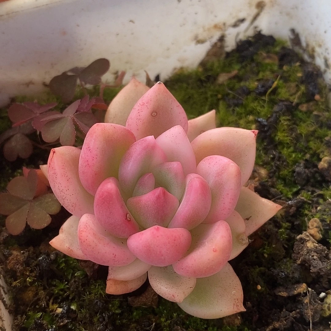 579哈哈哈哈高高挂起