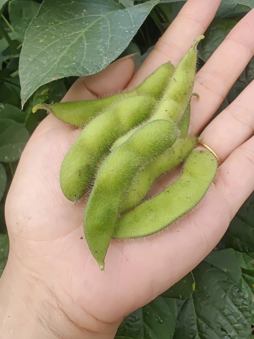 新鲜带壳毛豆现摘现发当季蔬菜口感鲜嫩