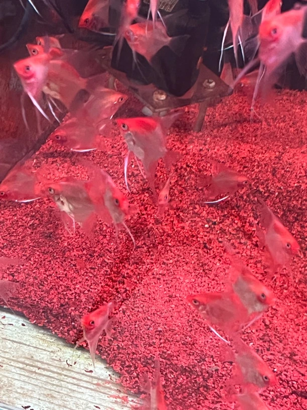 红魔鬼神仙燕鱼场直发自然发色