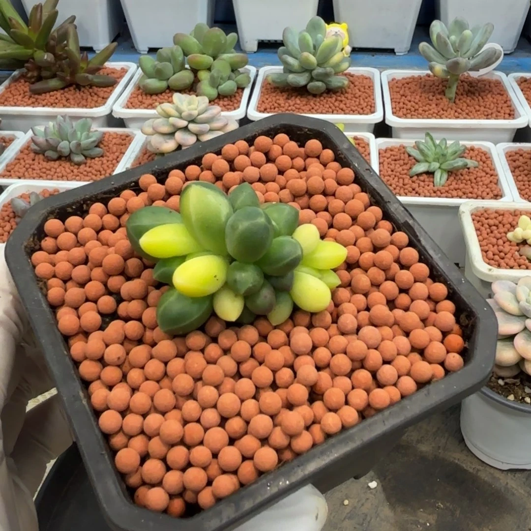 多肉植物千代田锦