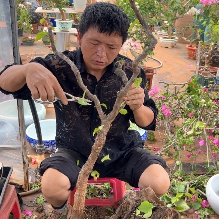 无花朵三角梅裸根发货包邮
