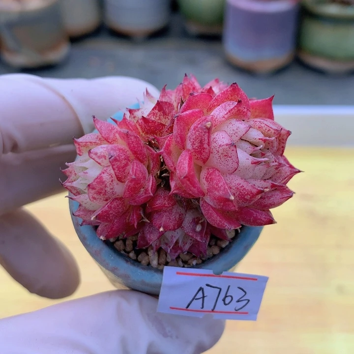 一物一拍满38包邮A763