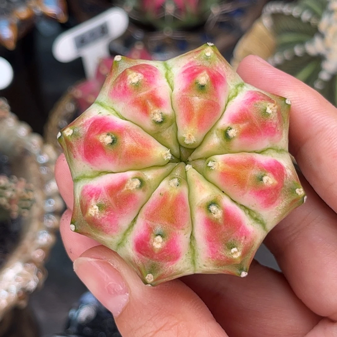 害羞天使 米哈仙人球