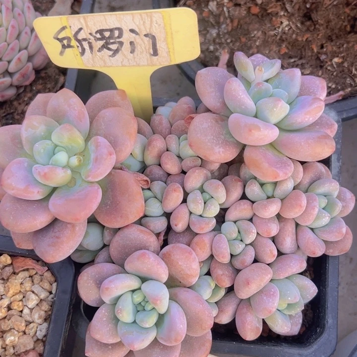 健健康康平平安安