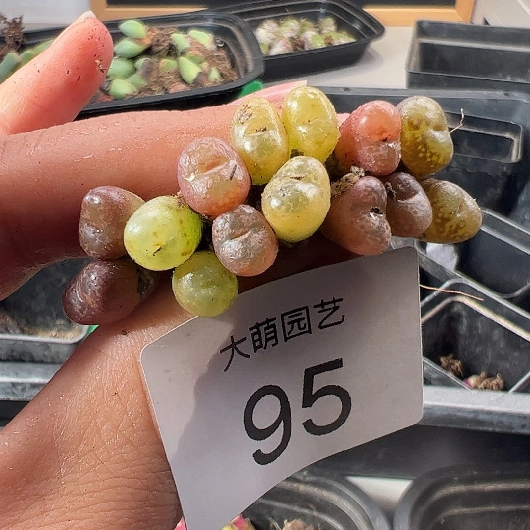 一物一拍。        95