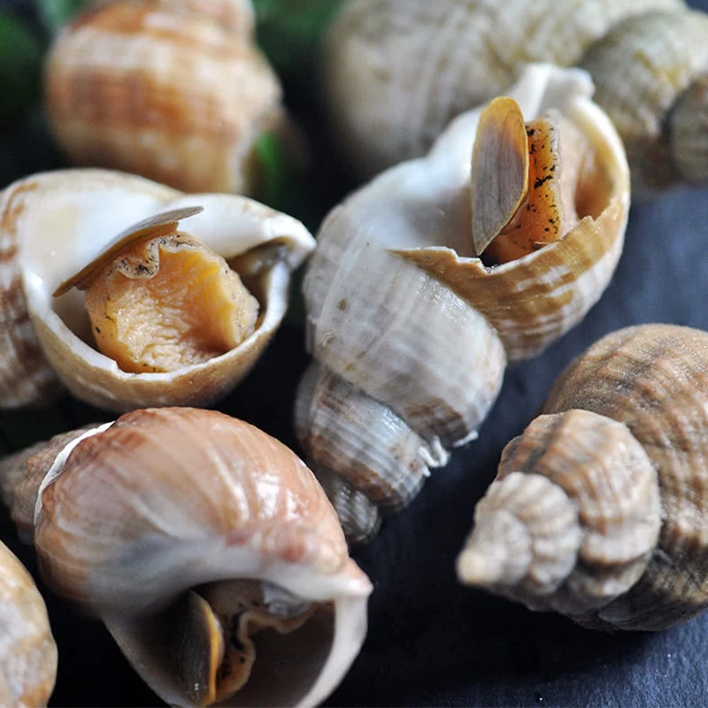 【保鲜】角螺 3斤起拍 顺丰发货 不保当天到