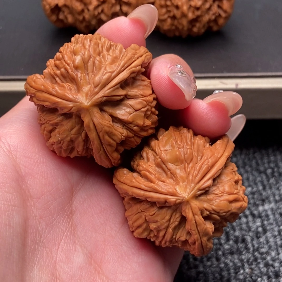 大***北木质类白狮子正奔