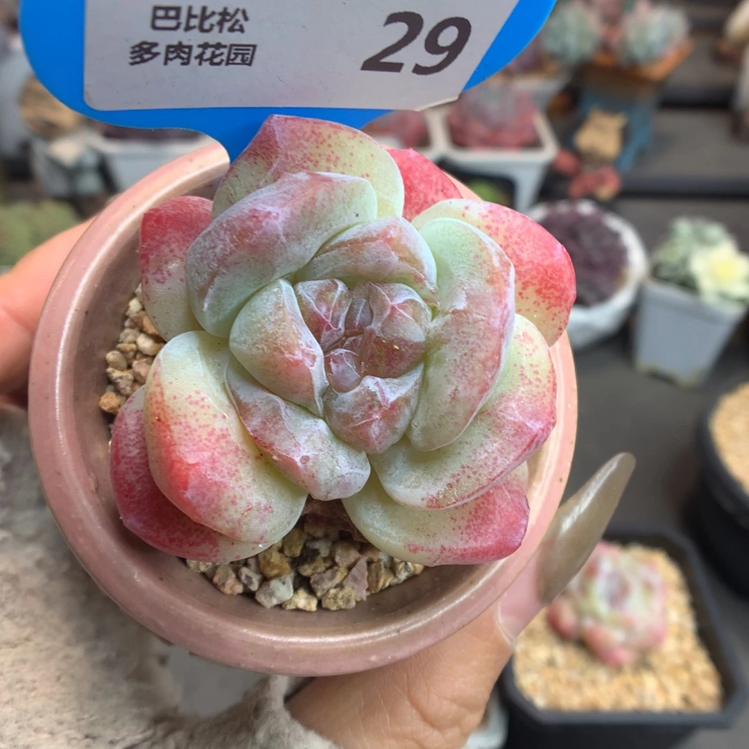 29韩国冰玉石化多肉