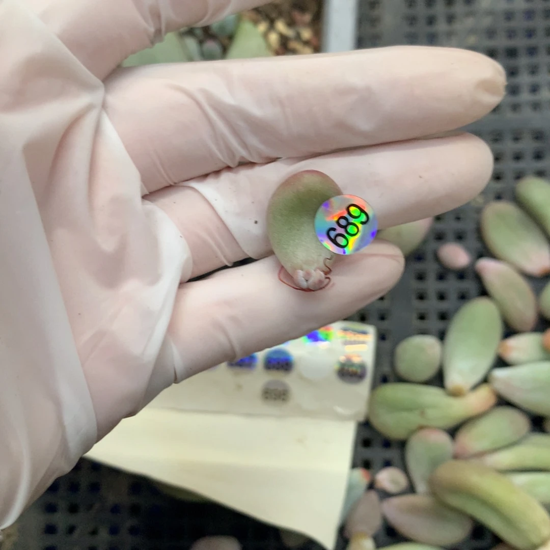 689 ，紫米可，紫米可韩