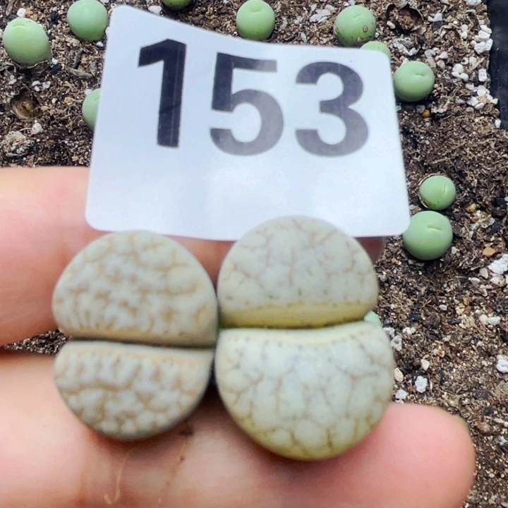 153苦拿铁两颗母本lllll