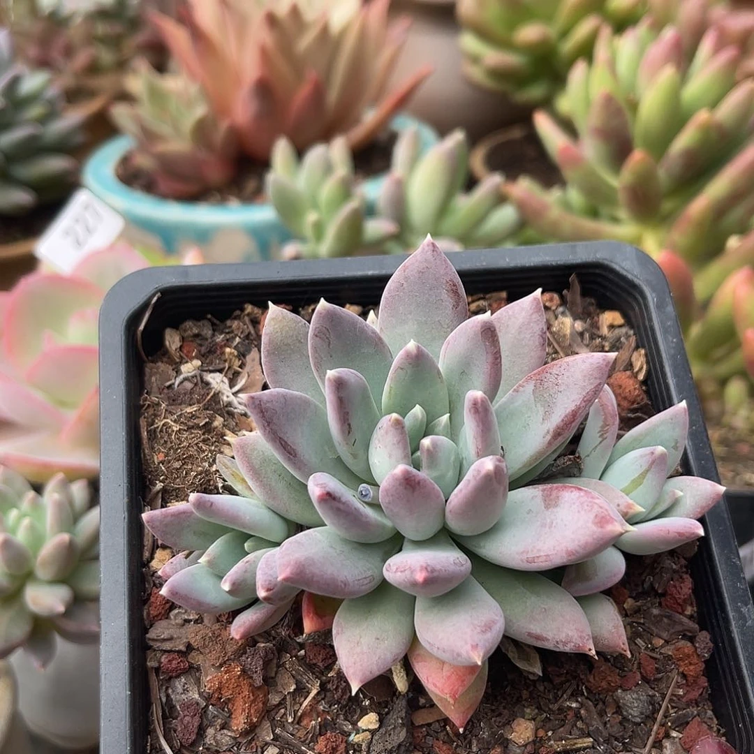 厚叶草。  426。 1111111