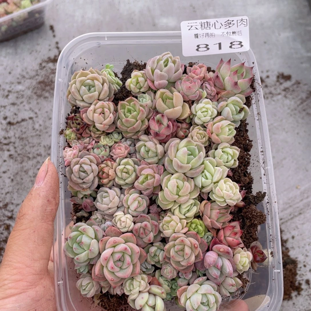 云糖心多肉植物818