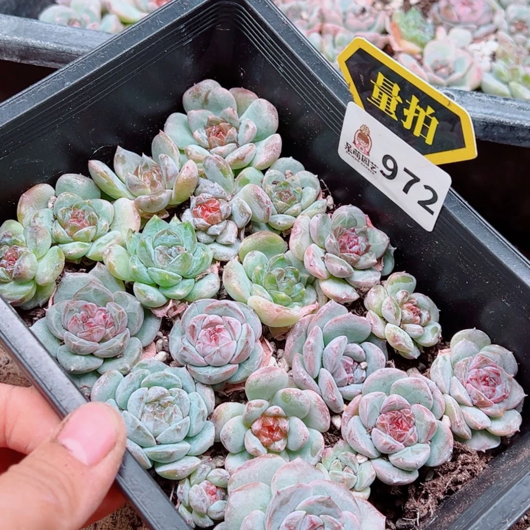 多肉植物多肉植物