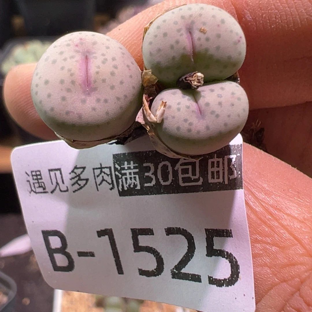 多肉植物111111111111