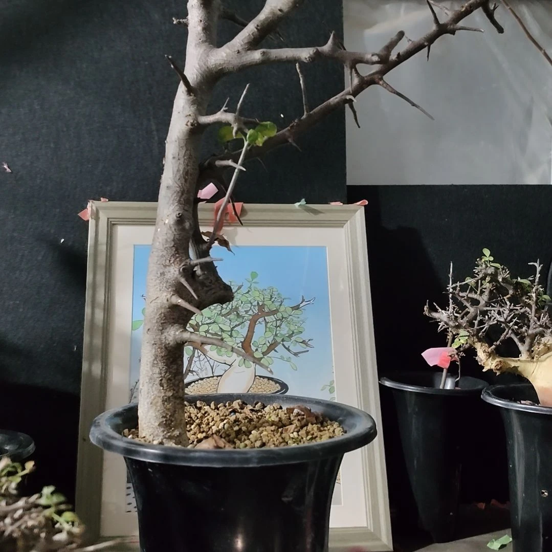 荣森塔橄榄熟桩可寄养