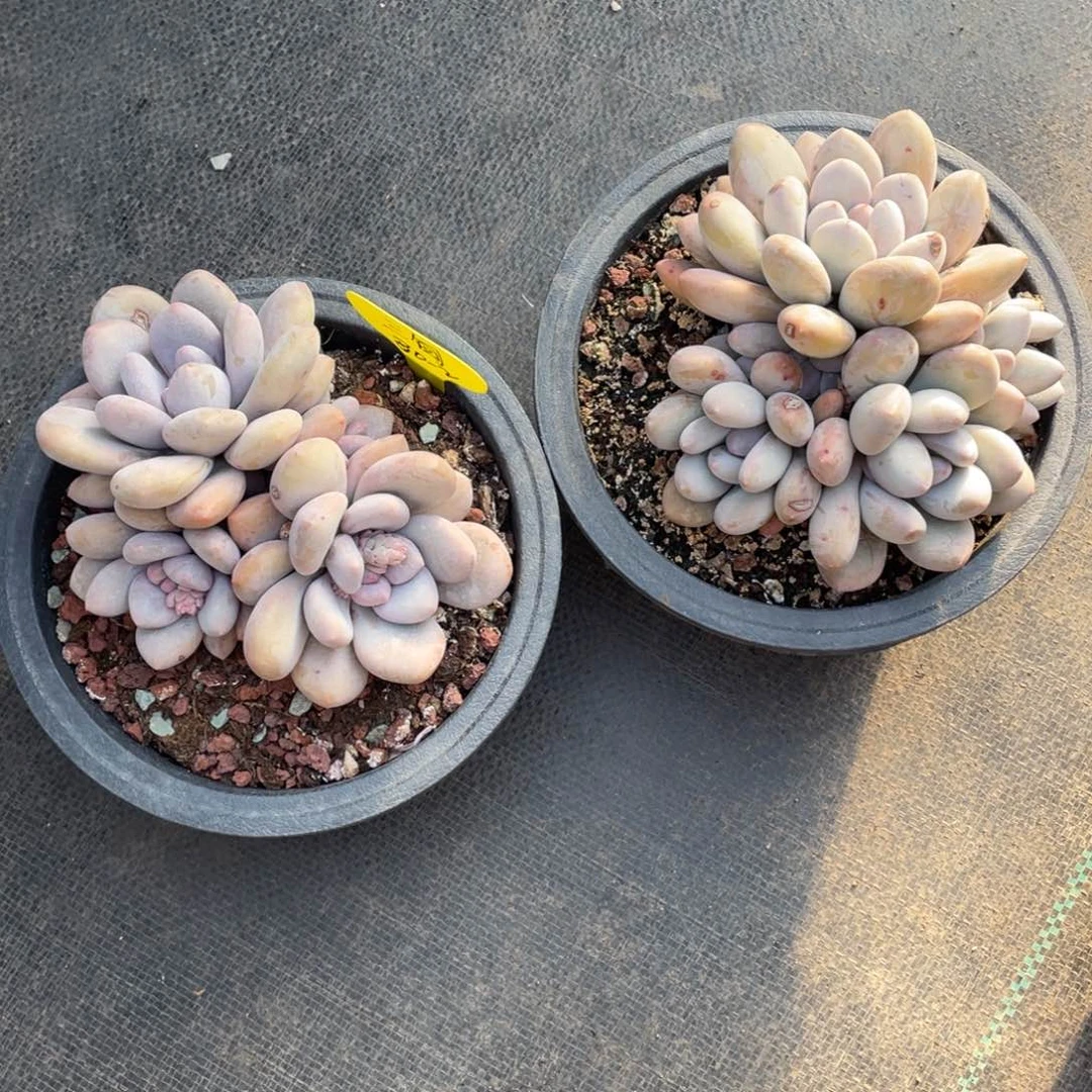 l****旬奶酪体香水四个一组