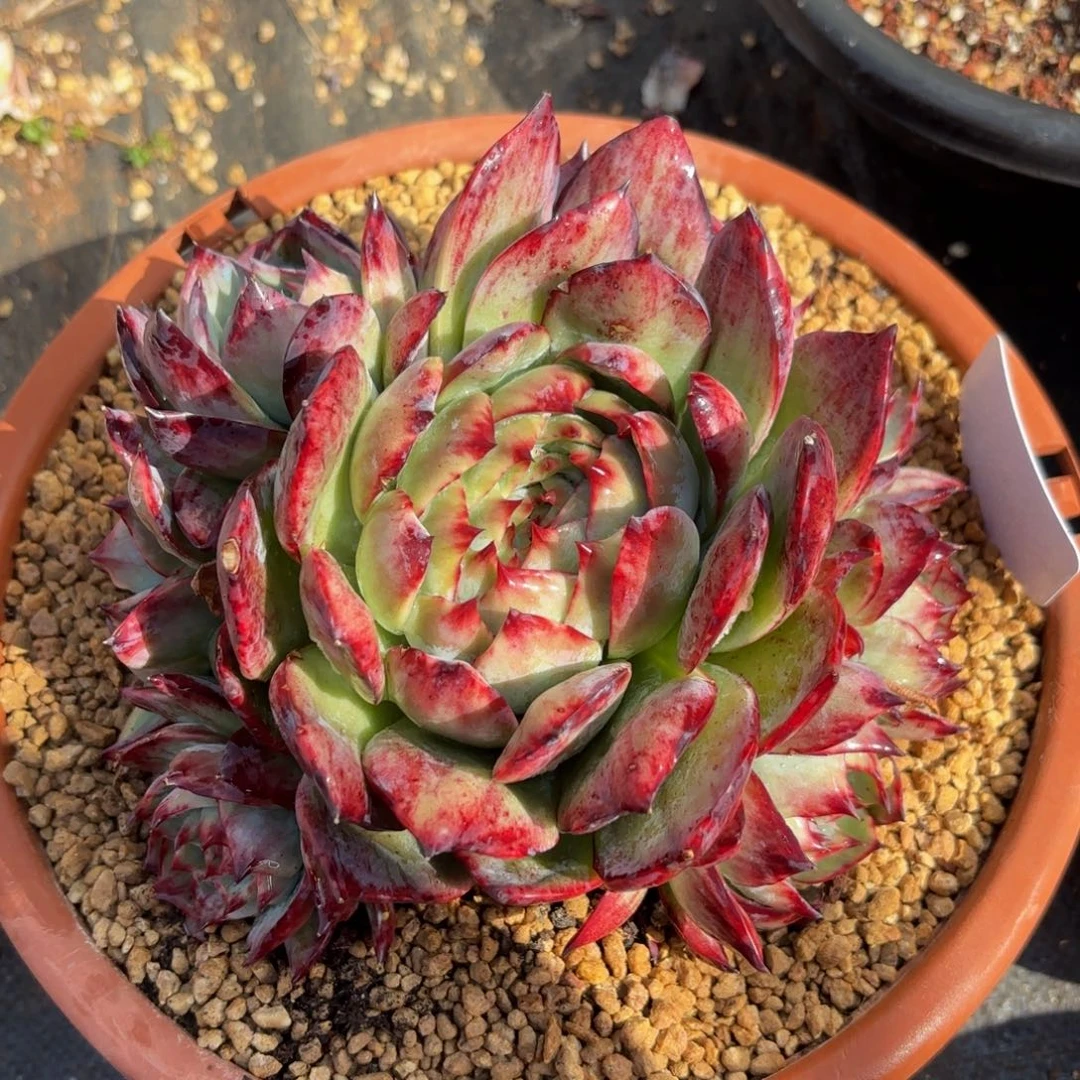 远***姐哈哈哈哈哈宝贝宝贝宝贝宝贝吧