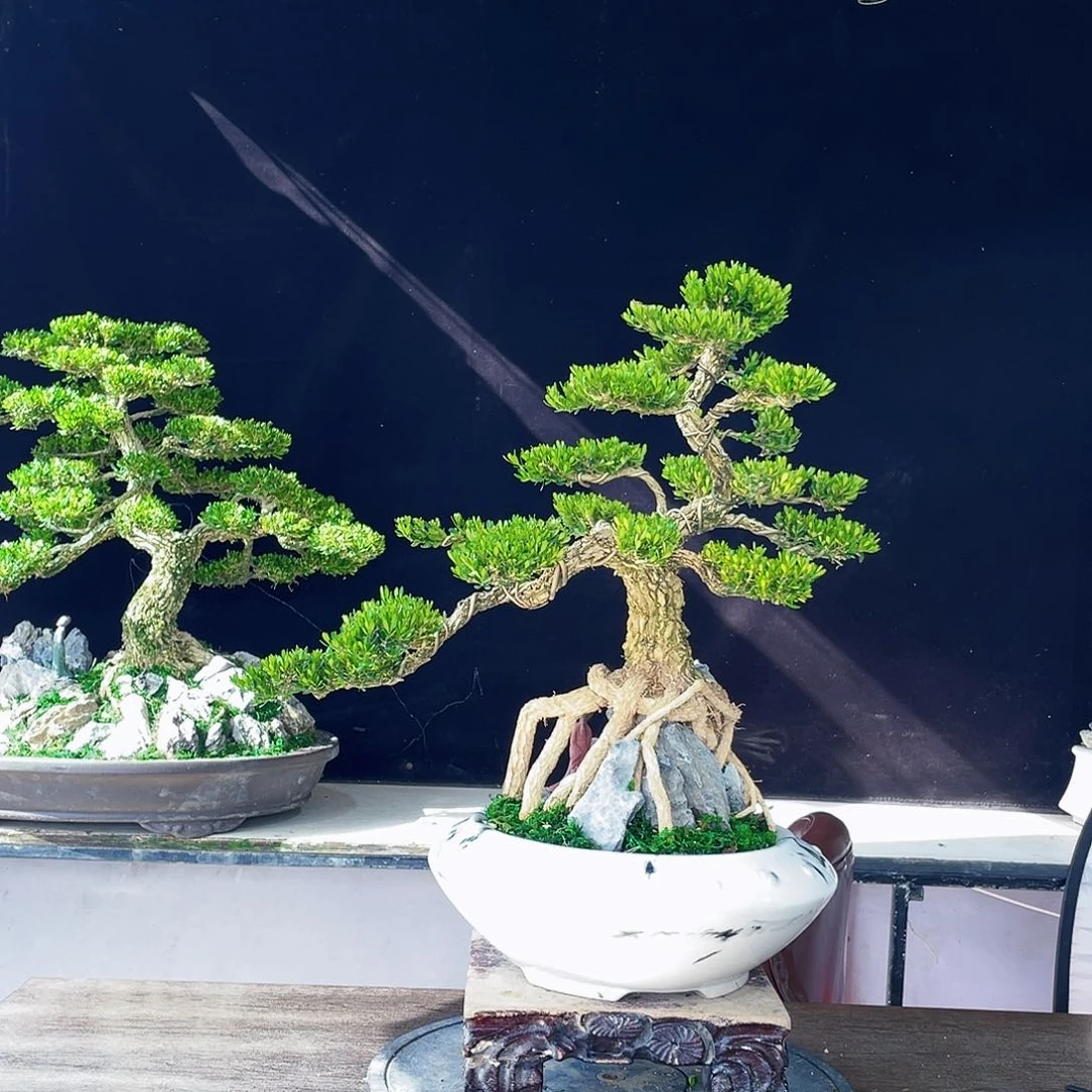 完全开放黄杨盆景四季常青