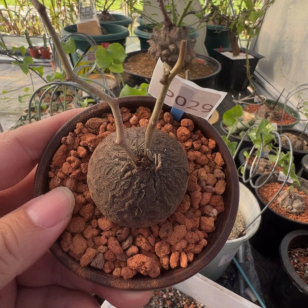 多肉植物专拍 一物一拍 南非龟甲龙029