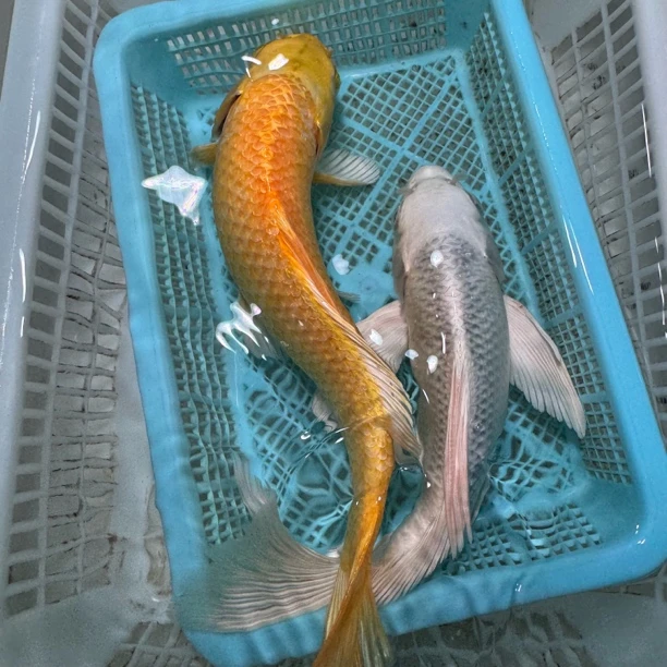 【一黄一白】20-25厘米白蝴蝶黄蝴蝶大鳍大尾冷水鱼好养包邮