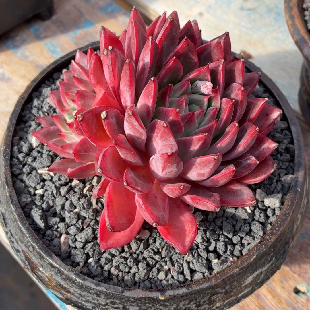 多肉植物 红颜一物一拍-4