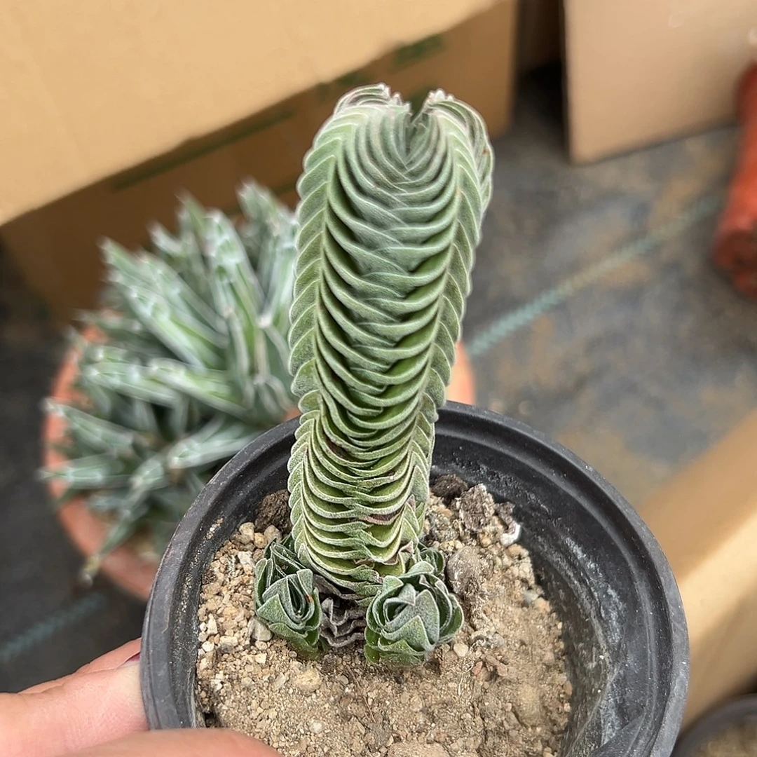 多肉植物多肉植物