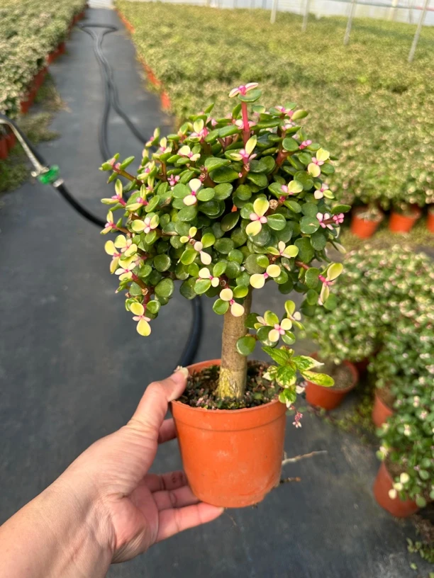 金枝玉叶棒棒糖 单杆金枝玉叶