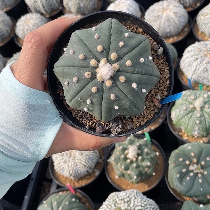 养***】琉璃海星瑕疵特价