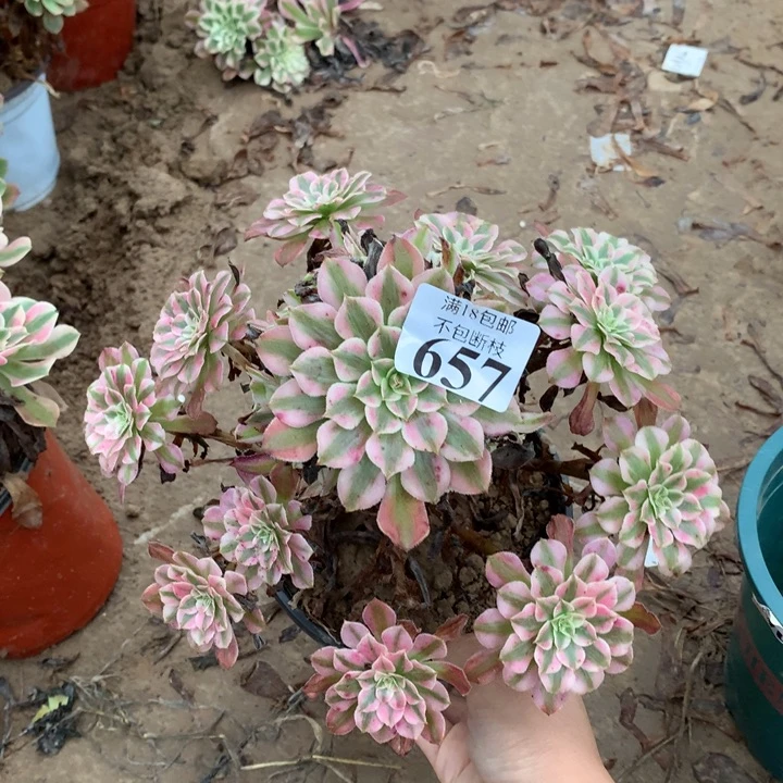 657铜壶白手捧2号