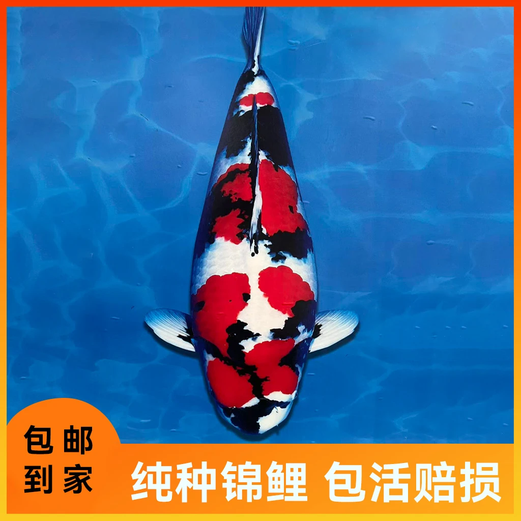 锦鲤观赏鱼淡水冷水鱼好养耐活适合家养