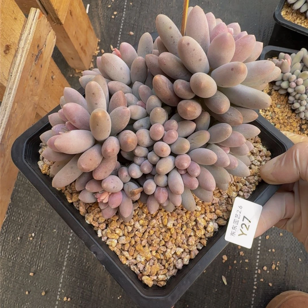 y y y y y y y y 27