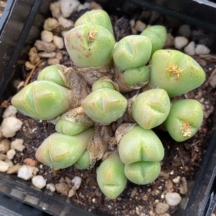 1820一颗一颗一颗