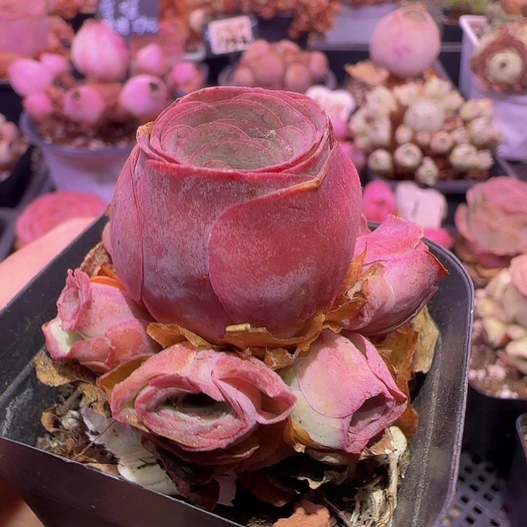 宠爱 非偏远包邮 玻璃心慎拍