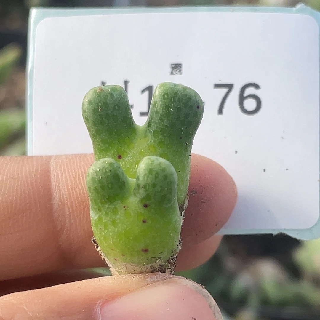 14-76鹿角斑马肉锥