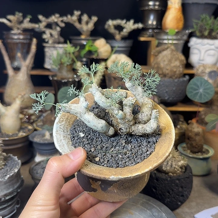 一物一拍黑皮月界580